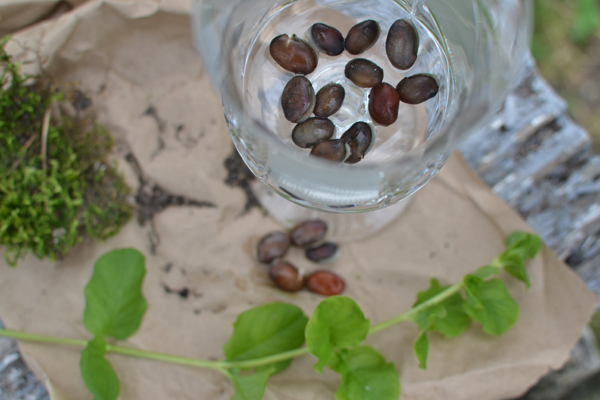 Семена долихоса