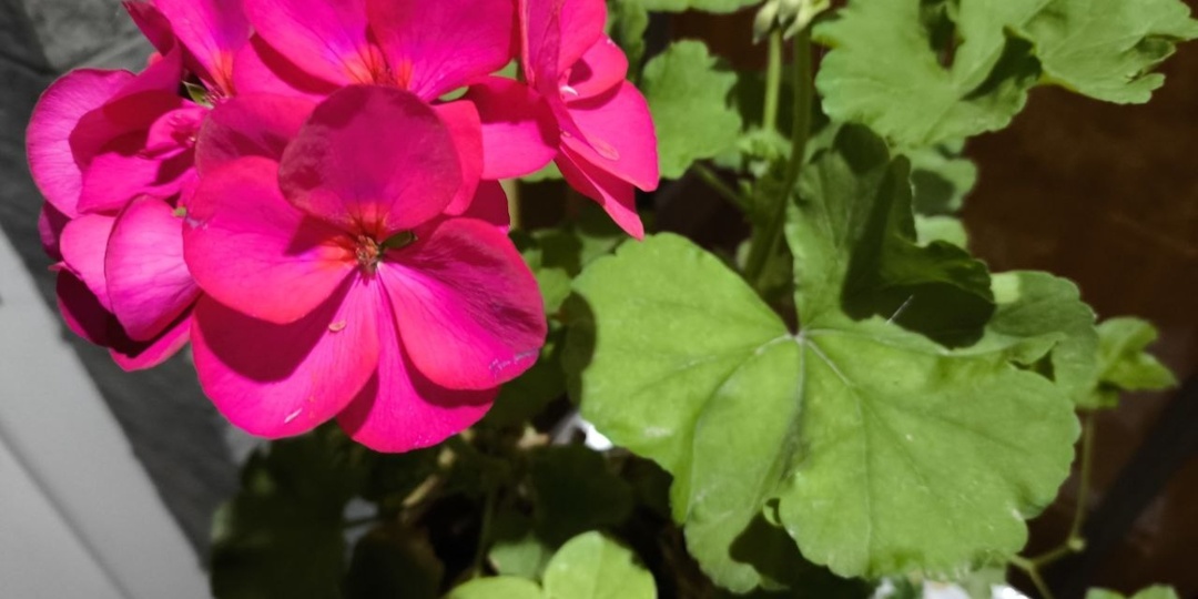 7 важных дел в марте для пеларгонии: как разбудить герань и подготовить к цветению — до ноября