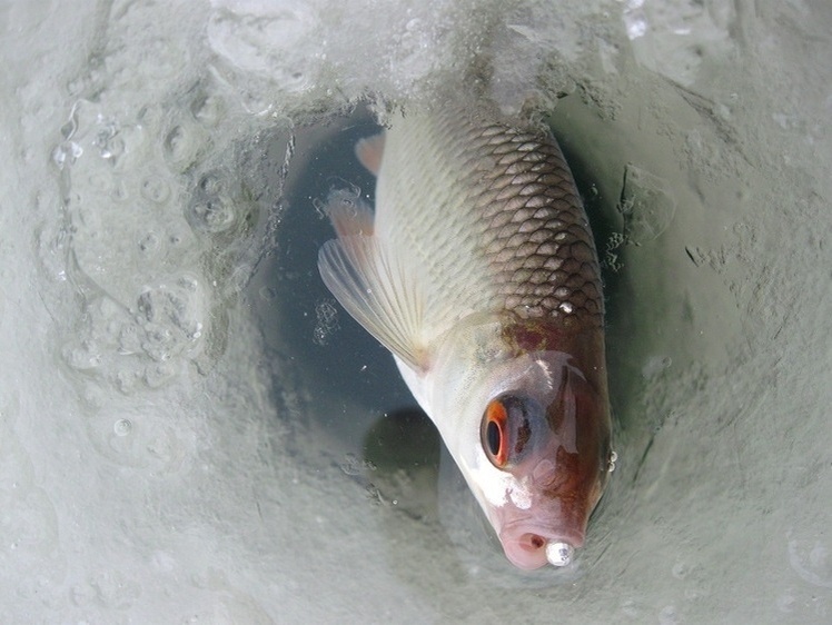     Фото автора.