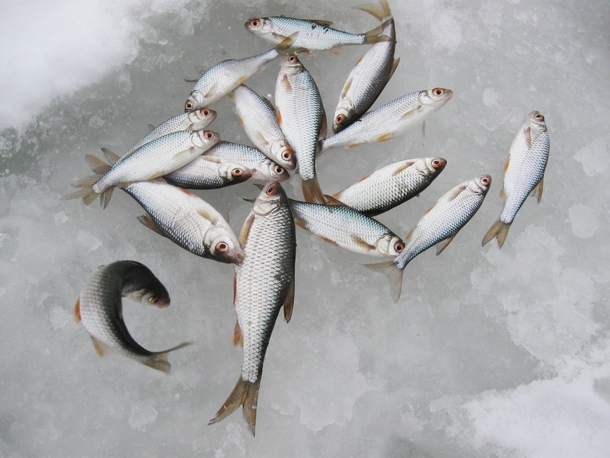     Фото автора.