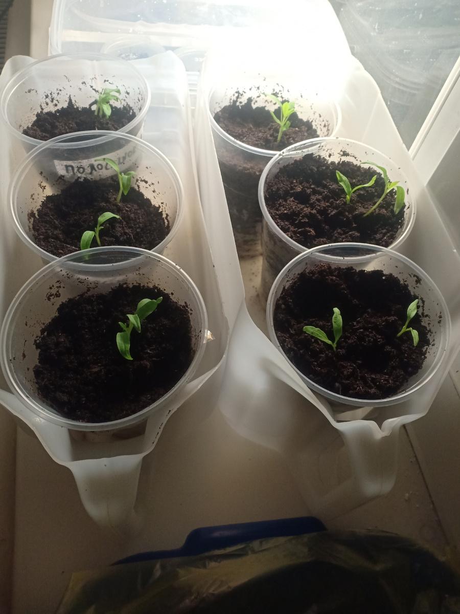 Уже после пикировки(стаканы по 0,5литра уместила в обрезанные канистры от стирального порошка,скажу вам очень удобно)