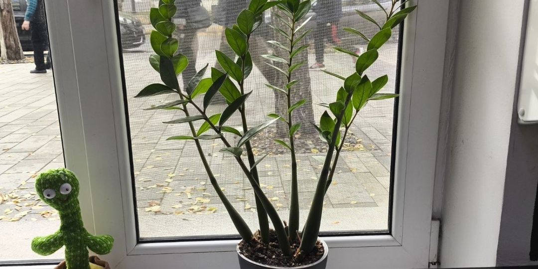 Дом для долларового дерева: как не ошибиться с выбором горшка — где замиокулькас растет быстрее