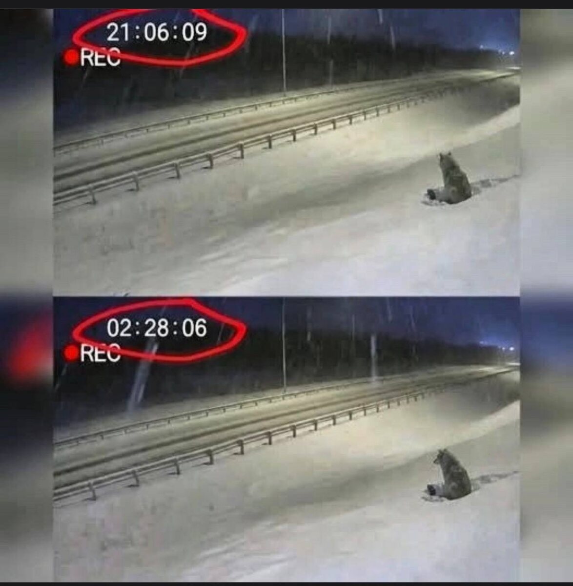 
 
В 2:28 ночи на обледенелой дороге в Манитобе (Канада) камера видеонаблюдения запечатлела сцену, словно взятую из фильма… но всё это было слишком реально. 📷 Собака не двигалась с места более четырёх часов. Она не бежала. Она не звала на помощь. 
 
Она не убегала от холода, который мог её убить. Мимо проезжали машины. Фары ослепляли её. Никто не сигналил. 
 
Когда прибыли полицейские, они ожидали увидеть животное, парализованное страхом. То, что они обнаружили, потрясло их.
Под его телом, спрятанный в снегу, лежал крошечный щенок. Замерзающий. Едва дышащий. Взрослая собака использовала собственное тепло, чтобы не дать ему умереть. Она не лаяла. Она не нападала. Она не двигалась. Она стала щитом. Убежищем. Домом. Рассказывают, что когда спасатели поместили щенка в машину скорой помощи, большая собака не запрыгнула за ним следом. Пёс остался и наблюдал. Его ждали. Только когда он увидел, что малыш в безопасности, он согласился войти. 
Вот так и родители, как щит выбирают защиту ребенка и изучают психологию, наблюдают и стараются заботится о детях. Я выбираю книгу «Апельсиновое дерево» Шамиля Ахмадуллина, чтобы дети выросли под надежным тылом , без психологических травм . Счастливые и сильные . WB 355379417 
В этой книге раскрыты все важные вопросы родителей, чтобы помочь родителям наслаждаться детством детей без кризисов и других трудностей.