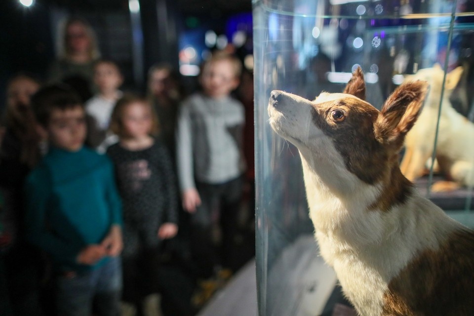    Для первых космических полетов отбирали непородистых собак GLOBAL LOOK PRESS