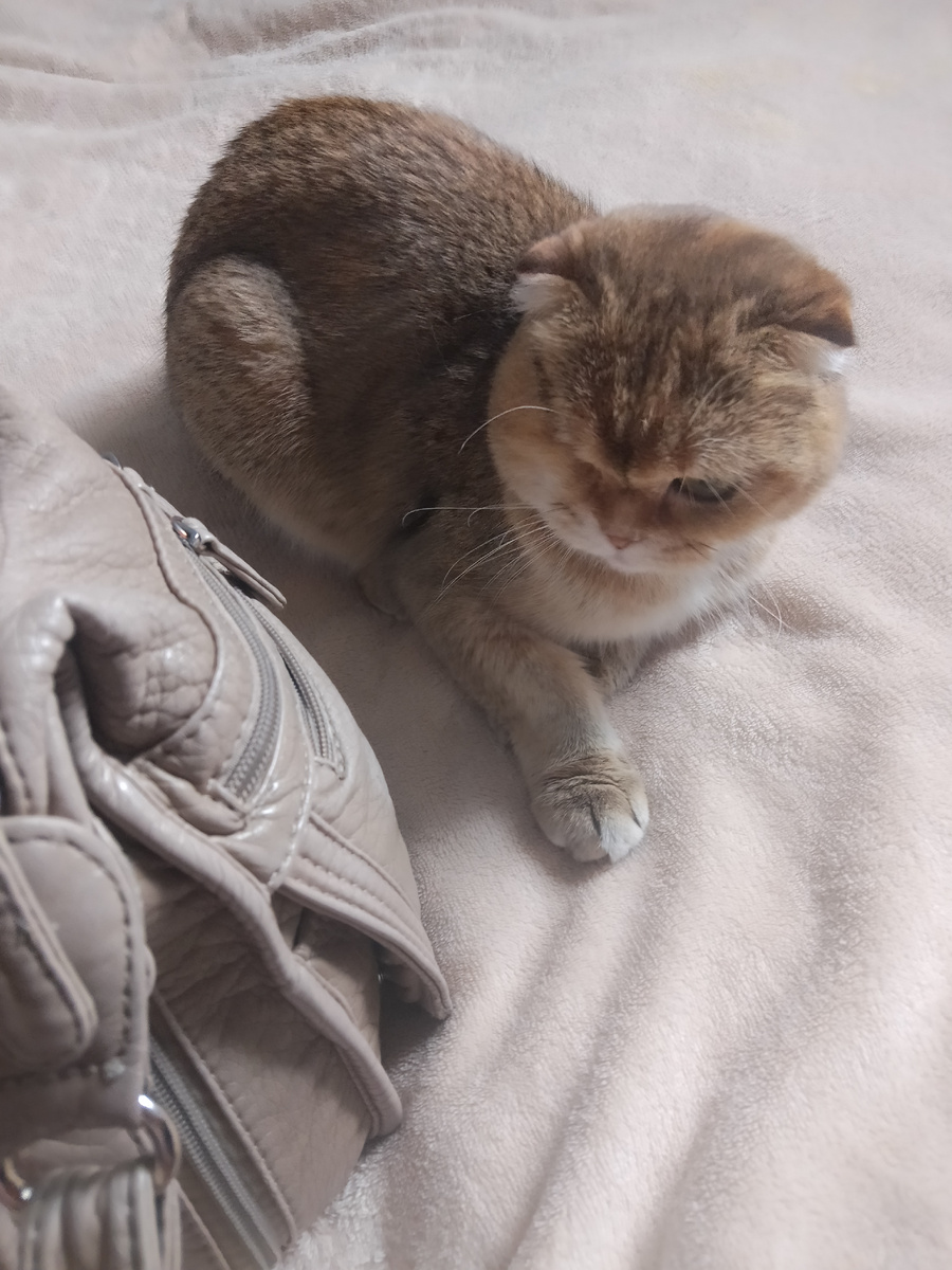 Да чо туда поместится-то? Уж возьми побольше, что ли... 