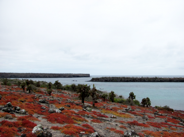    Орбитальные «пастухи» НАСА и 158 черепах работают вместе, чтобы предотвратить «медленный апокалипсис» и обеспечить выживание Земли. novostix