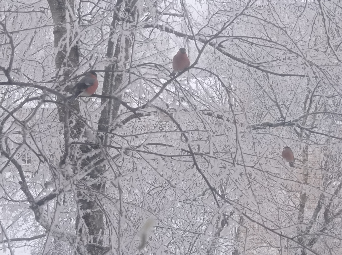  Здесь хорошо видно, что все деревья в снегу, а на ветках дерева сидят снегири, они прилетели в начале января и улететь не собираются уж очень им нравятся семечки в моей кормушке