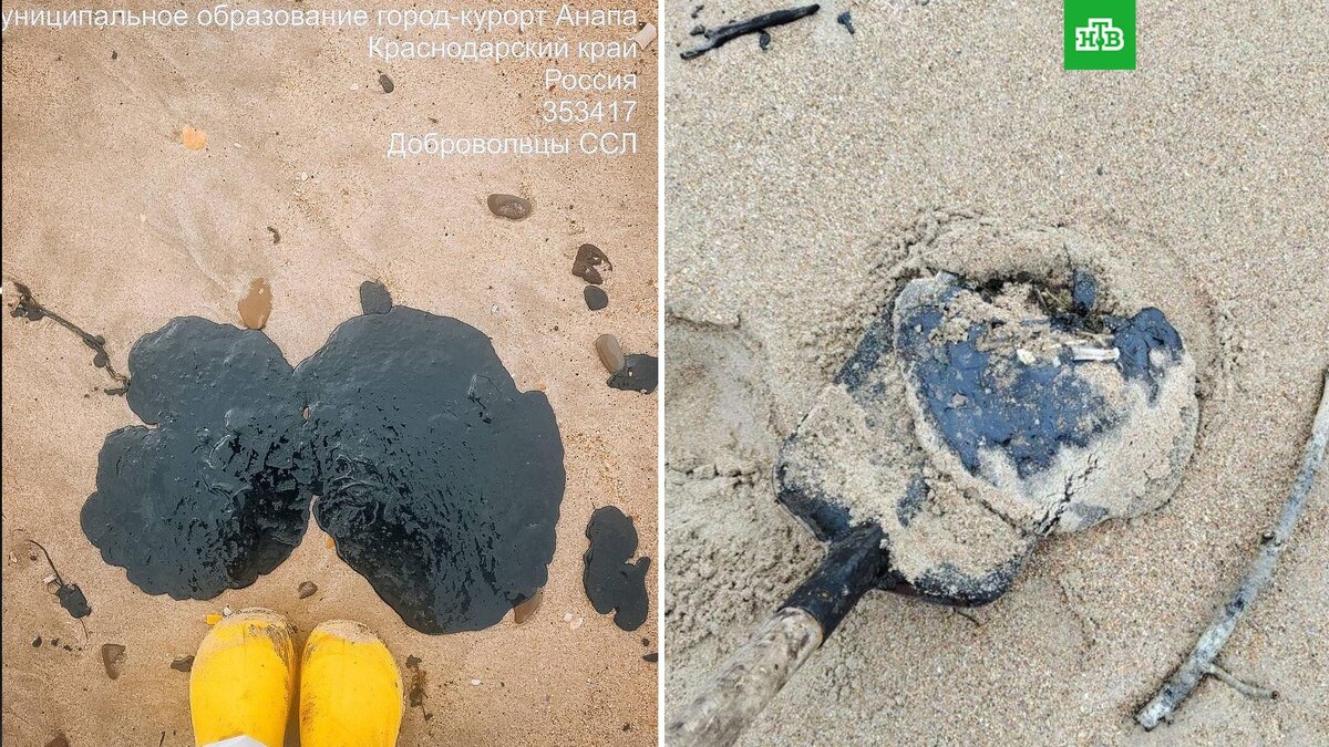    Фото: @shtab_delfin / t.me