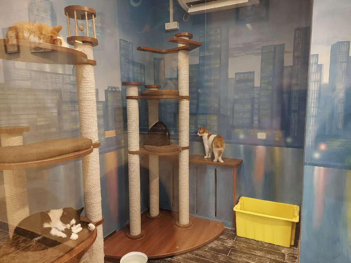 Так живут пушистые артисты. Был сильный запах.