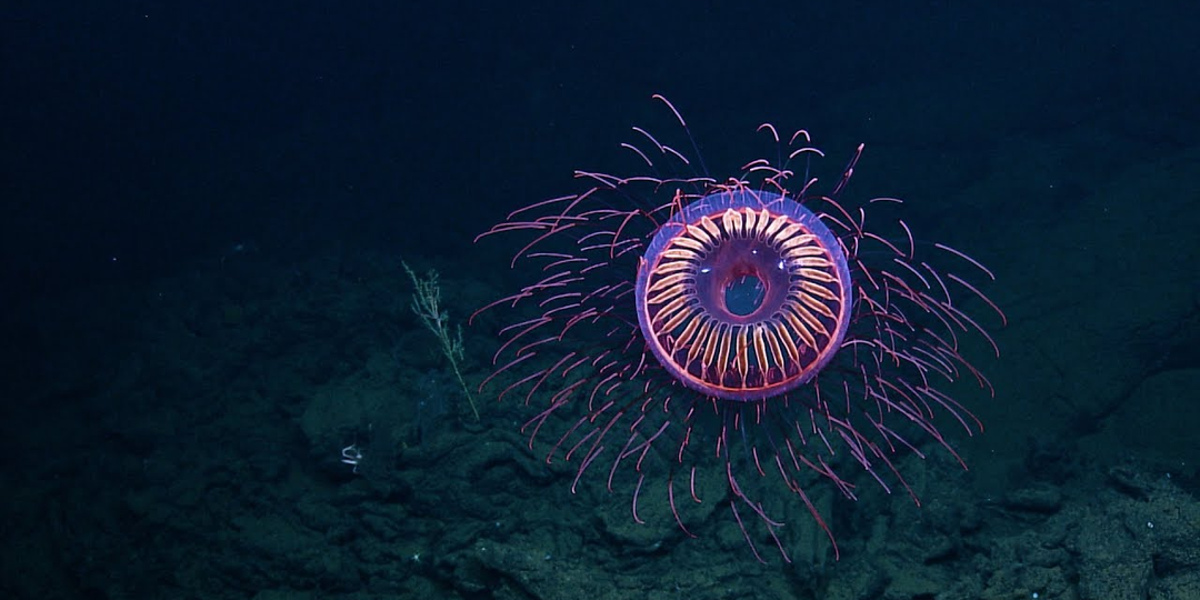 Галитрофей: Живой фейерверк с глубины 1,5 км