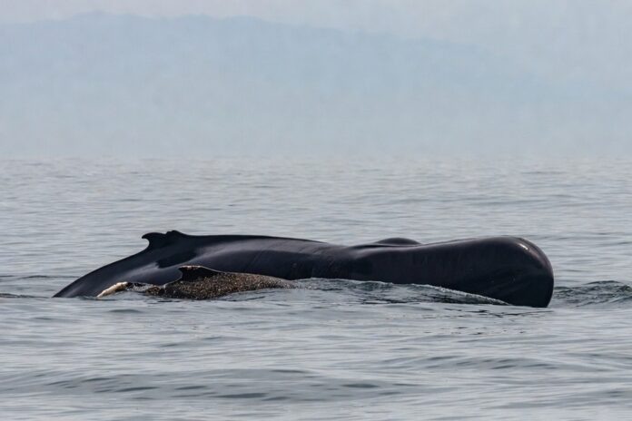    Пляжи Дании превращаются в кладбища из-за синдрома Фанё 2.0, когда морские млекопитающие массово выбрасываются на берег.