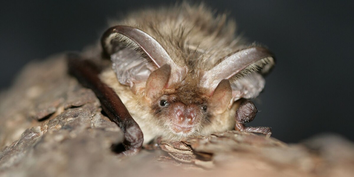    Летучая мышь, которая залетела в квартиру, будет зимовать в Московском зоопарке