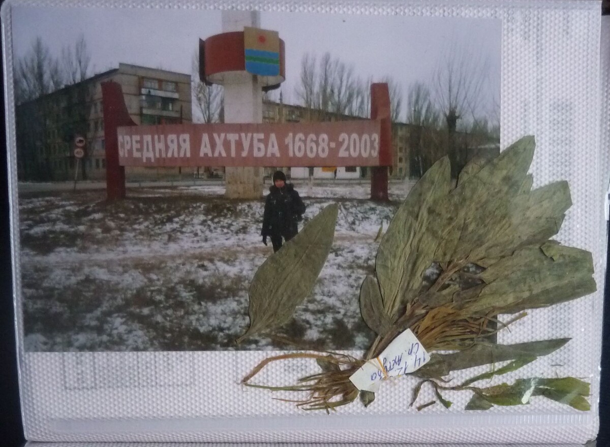Фото из января 2006 на плёночный фотоаппарат. И даже немного гербария )