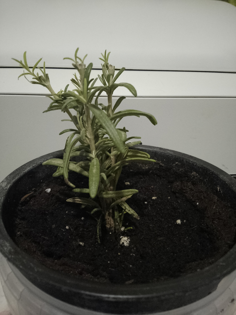 Фото автора. Розмарин. 