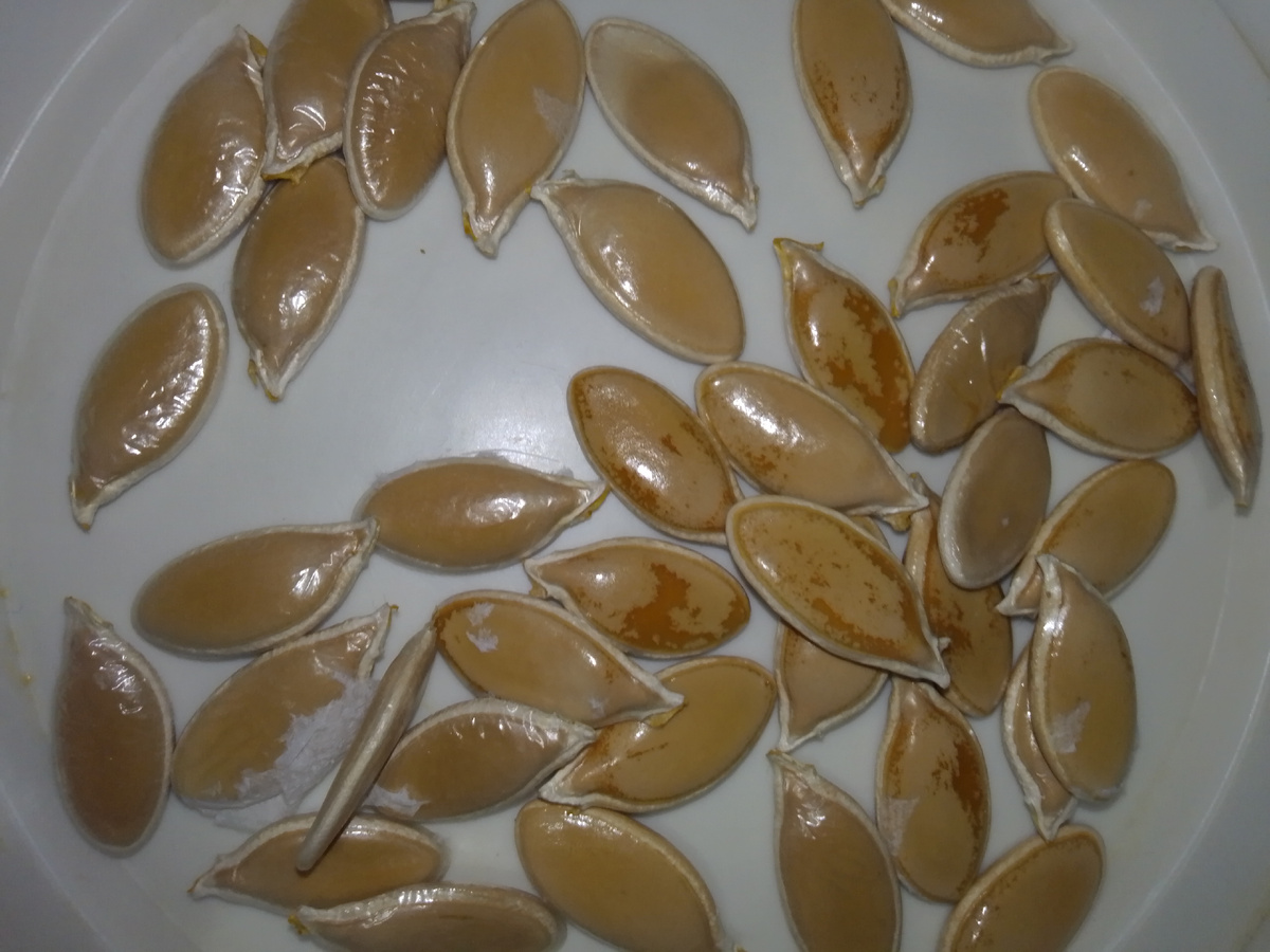 Фото автора. Тыквенные семечки или семена ( для нас то и другое) 