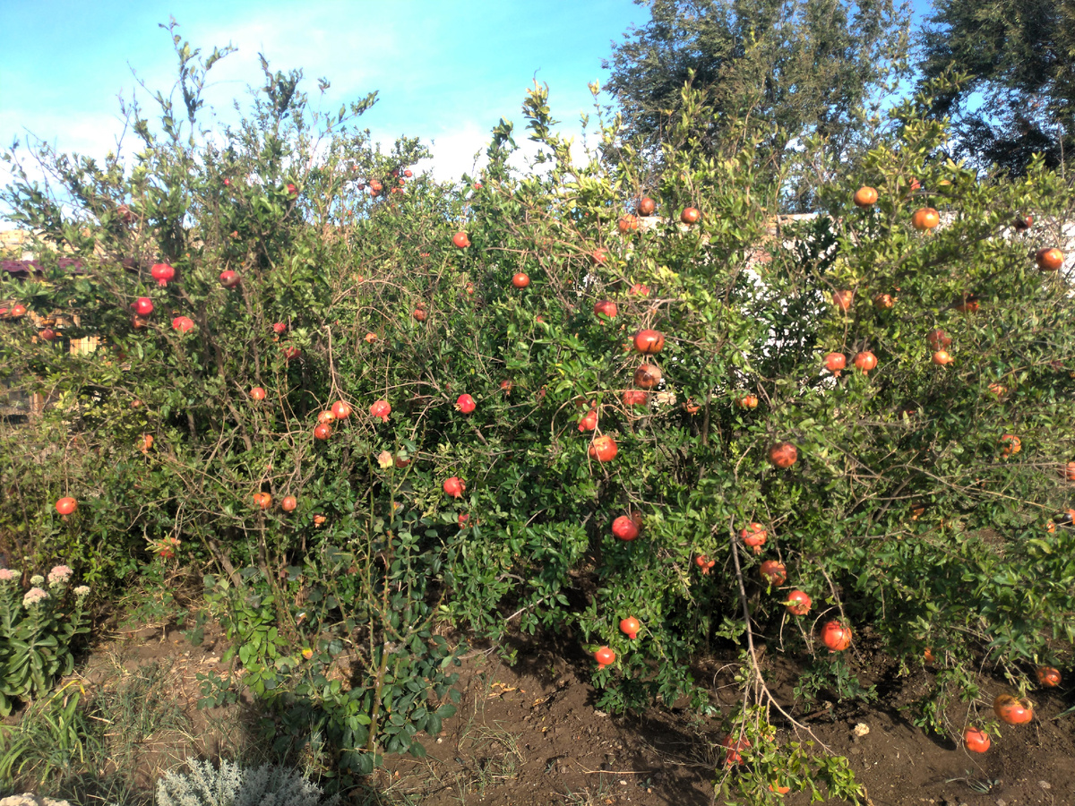 Дерево гранат