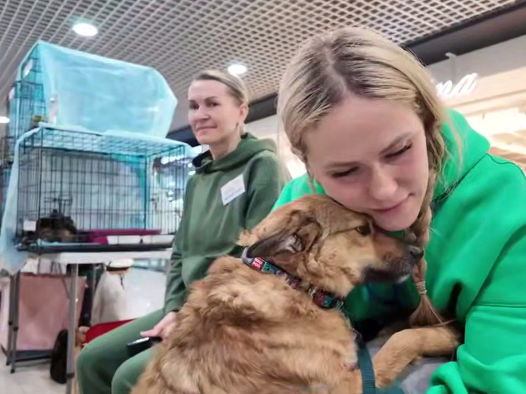     Во Владивостоке пристроили 38 животных на выставке-раздаче: счет в пользу кошек фото: пресс-служба мэрии Владивостока