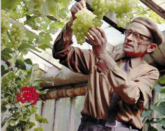 Виноград растет на Колыме