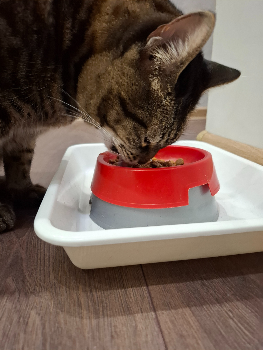 Кушает его Величество🤭