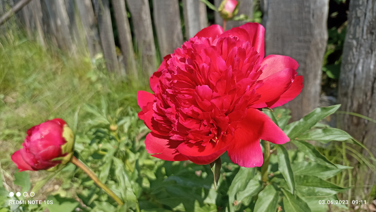 Пион. Фото автора.