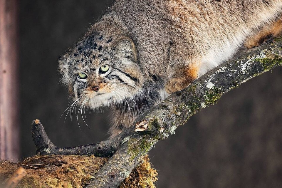    Манул Борис сел на диету и почти готов к наступлению весны. А вы? Фото: телеграм-канал roev_ruchey