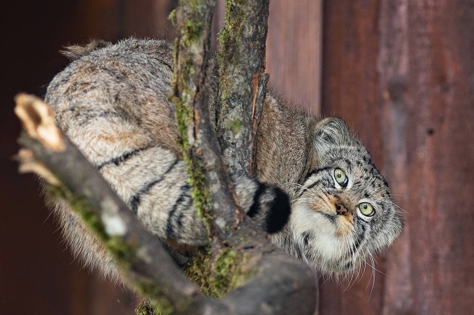    Фото: телеграм-канал roev_ruchey