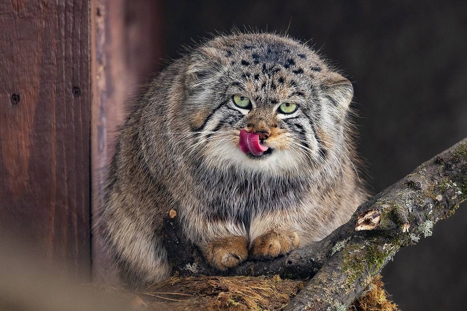    Фото: телеграм-канал roev_ruchey