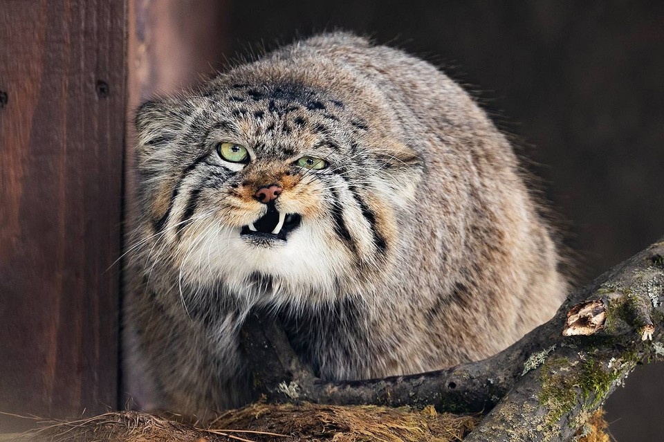    Фото: телеграм-канал roev_ruchey