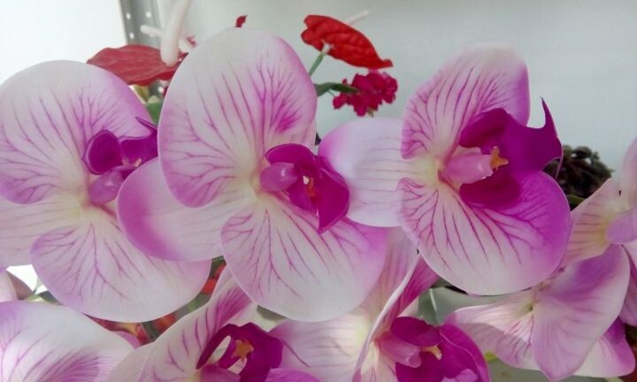    Фото:Ирина Климченко