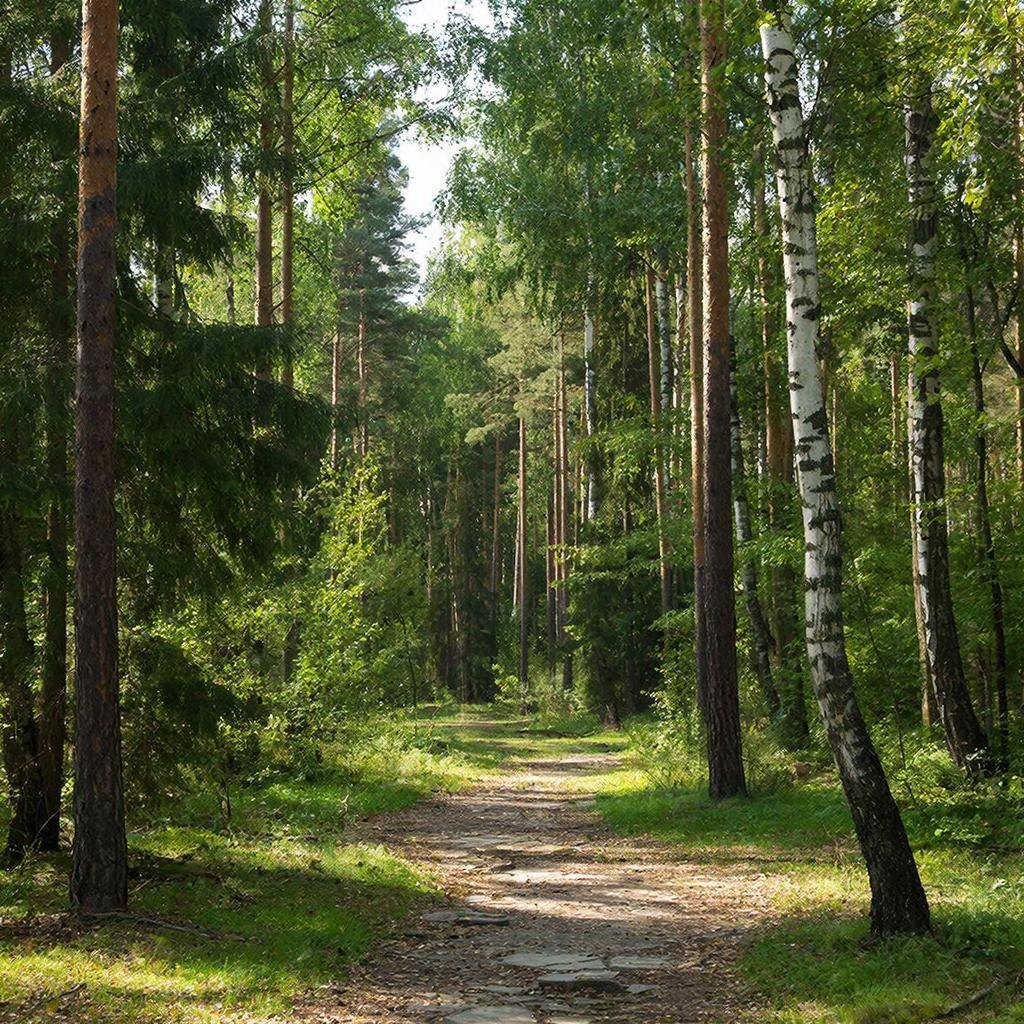 Тест "Прогулка по лесу" часто используют в психологии и педагогике 