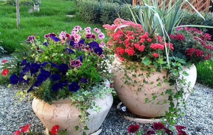 Контейнерное цветоводство: как создать красивую цветочную композицию в горшке и украсить сад