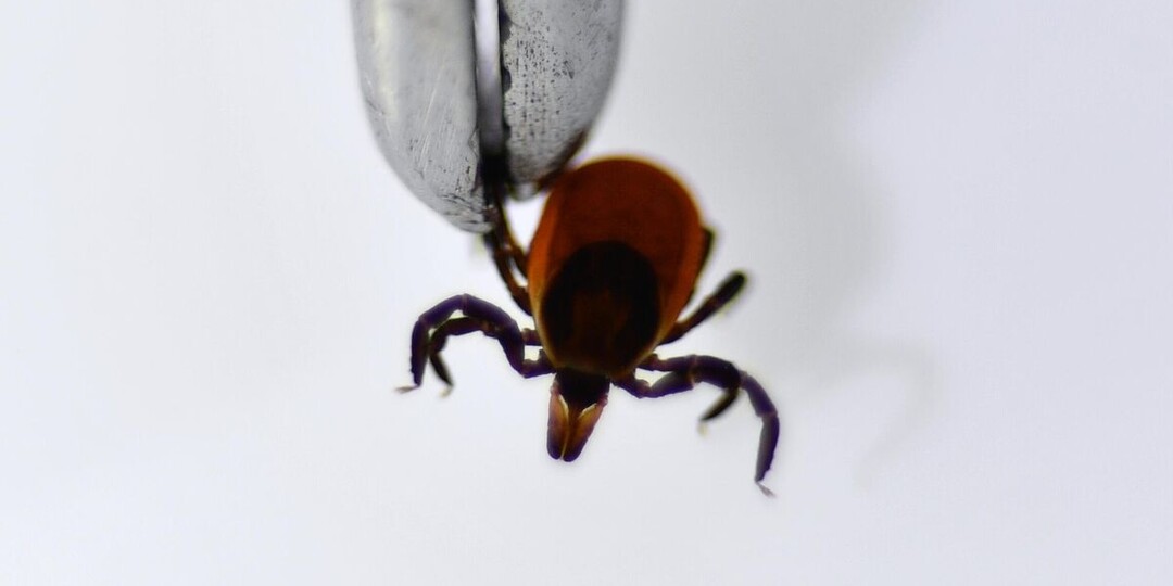 Россиян предупредили о ранней атаке клещей после снежной зимы