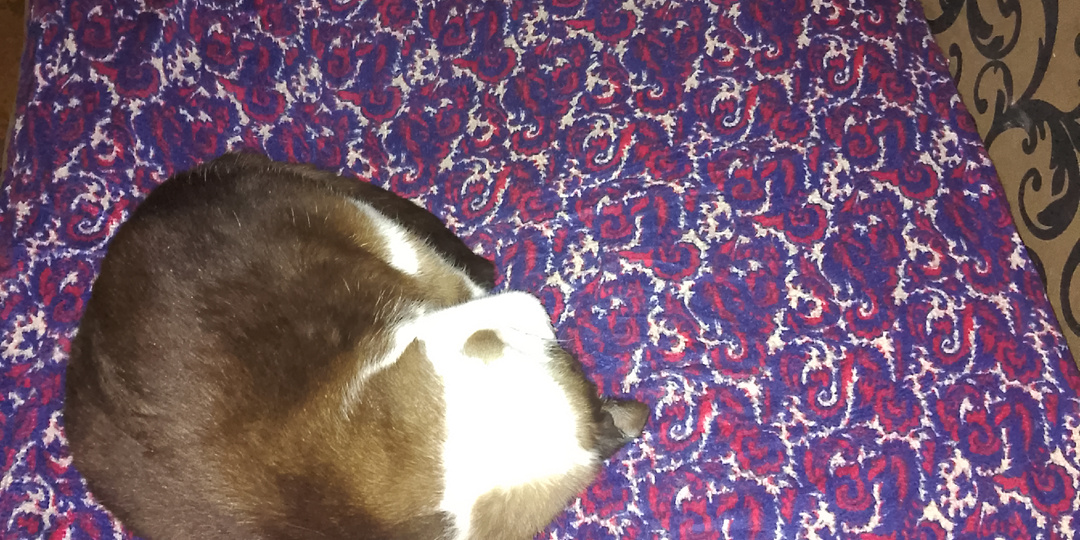 Кошки очень чувствительные и все понимают