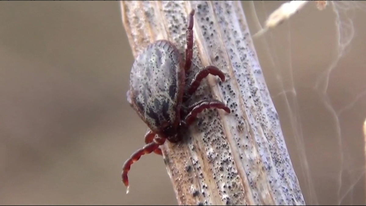    клещ лесной