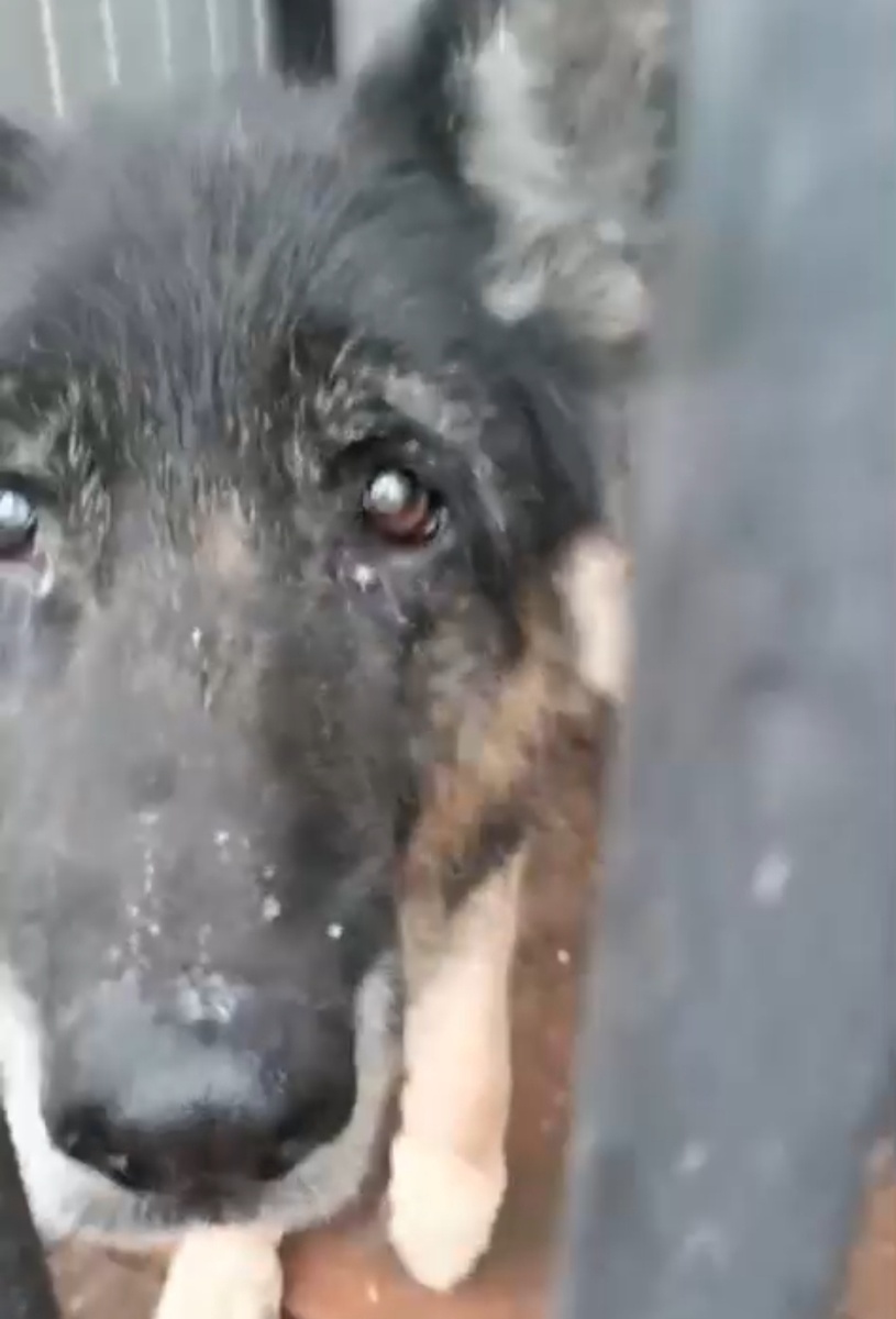 Старую овчарку сдали в отлов