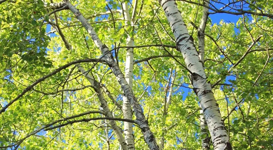    Береза. Фото: Pxhere