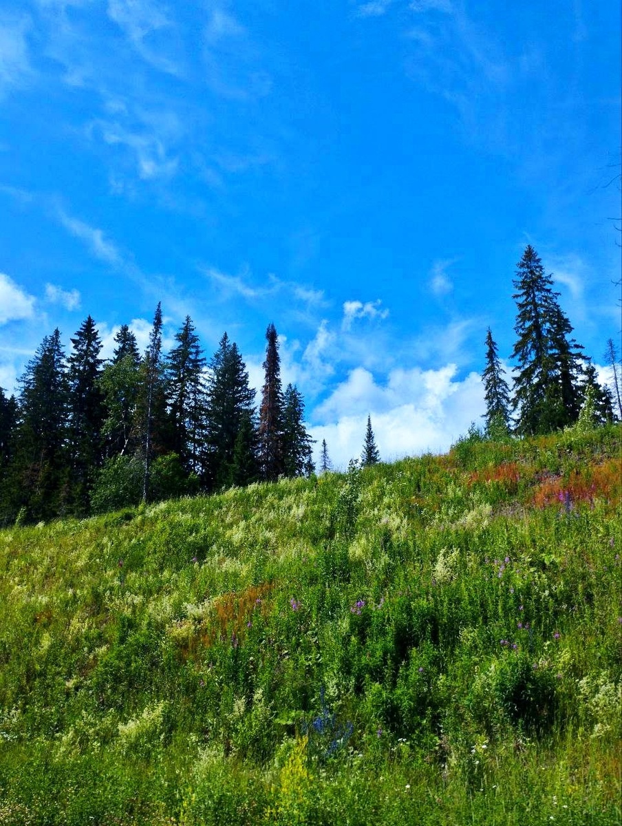 «Зелёные холмы»
Фото: Мария Першке