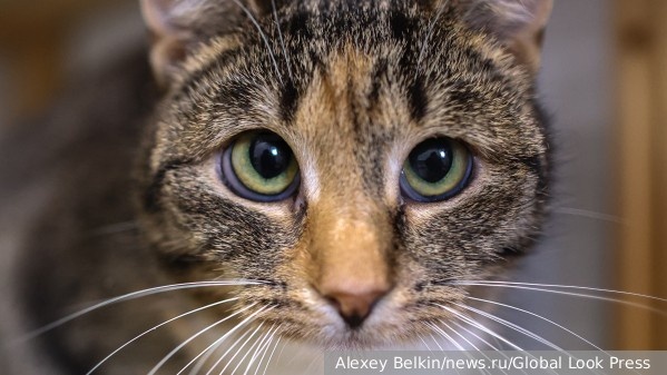     Фото: Alexey Belkin/news.ru/Global Look Press    
 Текст: Катерина Туманова