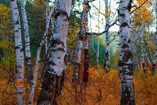 Россия: природа Псковской области. Фото из Яндекс картинки