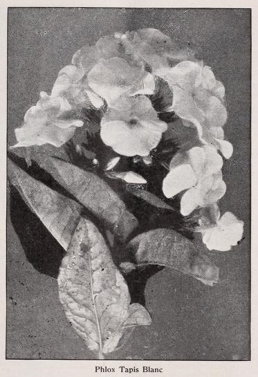 Фотография из каталога "Питомники Хорсфорда", 1909г.