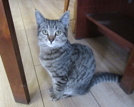 Вверху - Улька и Элька в детстве. Здесь юный Кузик.