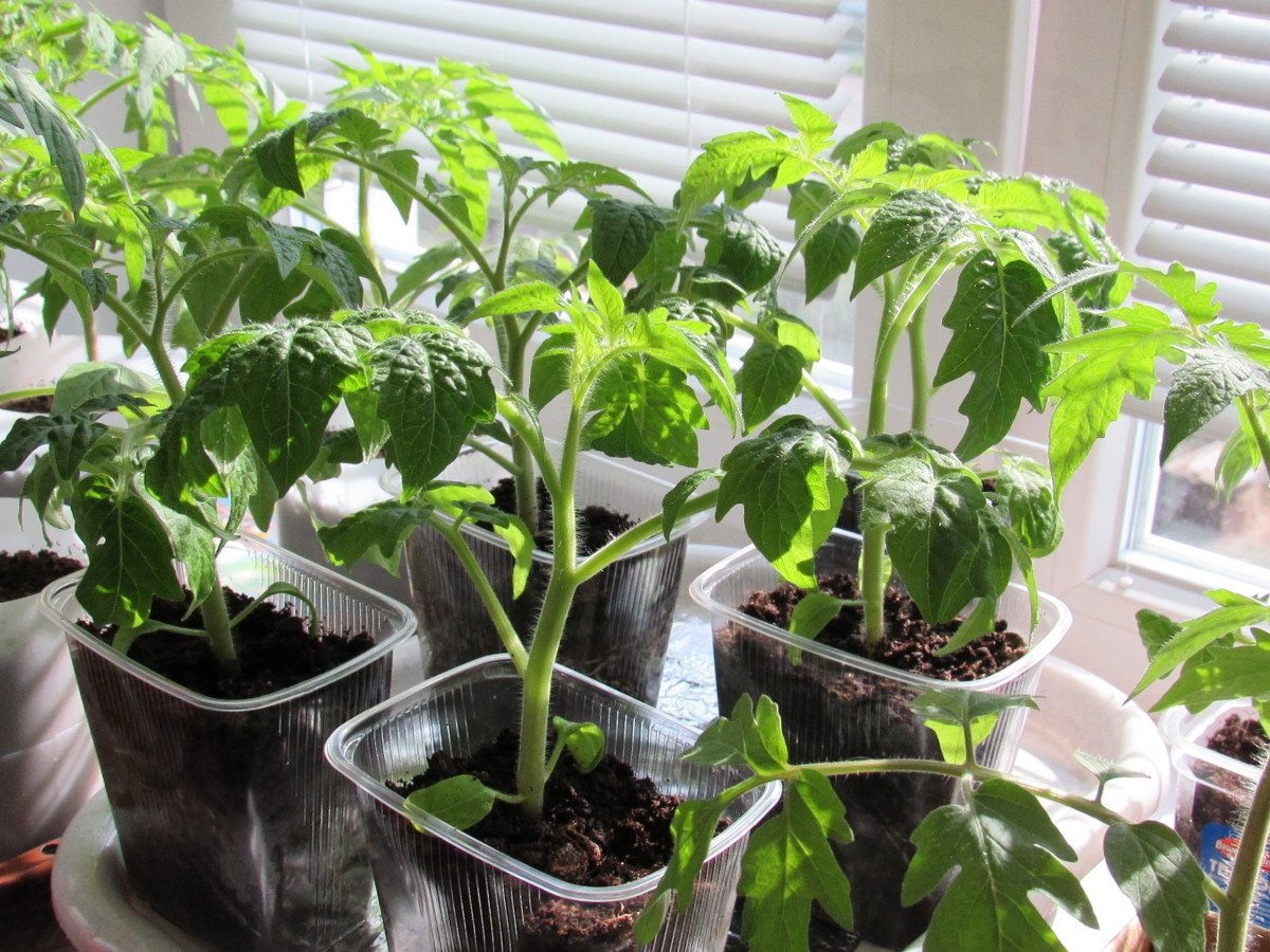 Только здоровая, коренастая рассада может превратиться в обильно плодоносящий куст