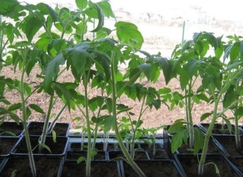 Вытягивается рассада — срочно надо принимать меры по коррекции её роста