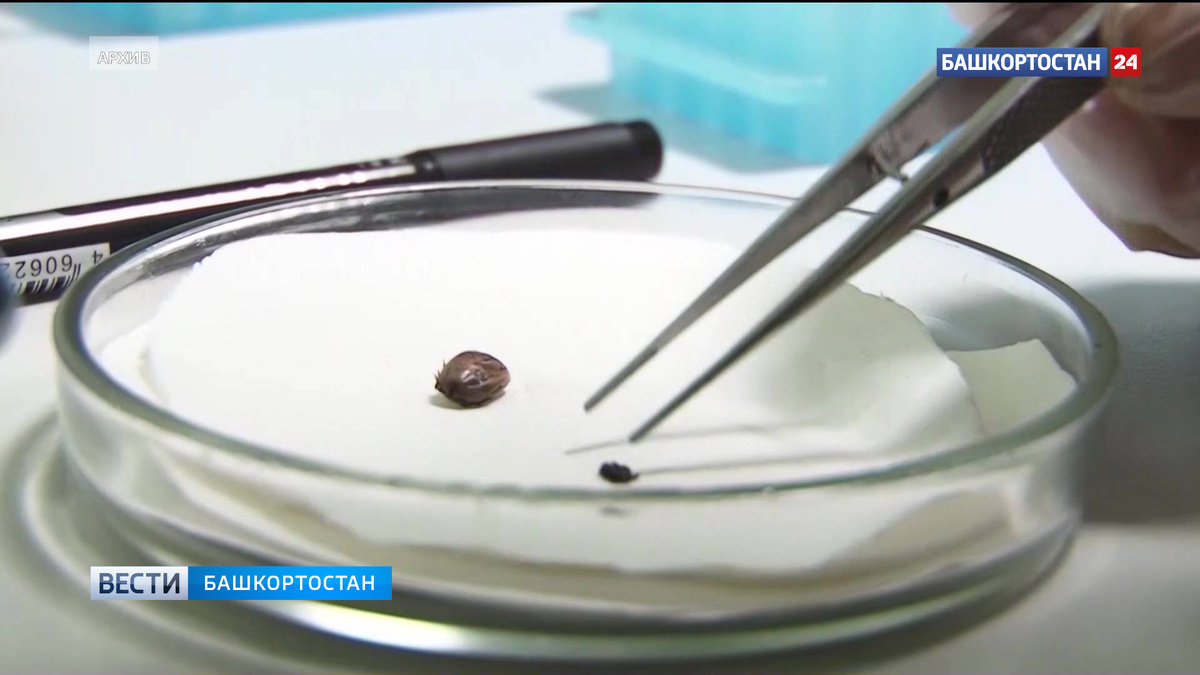    Ранняя активность клещей угрожает россиянам после снежной зимы