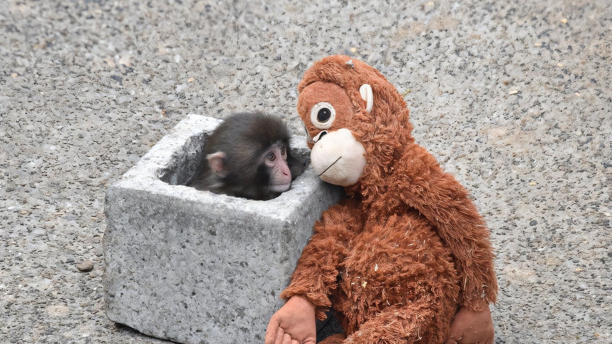    Плюшевый орангутан стал для Панча источником комфорта в первые месяцы жизни