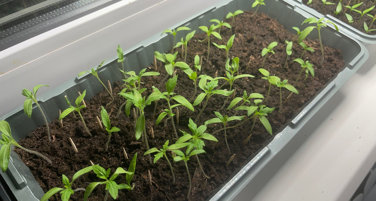    Из архива "Про Город"