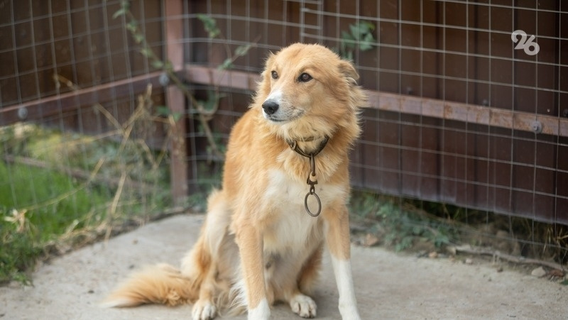      Фото: Дмитрий Ахмадуллин / ИА «Победа26»