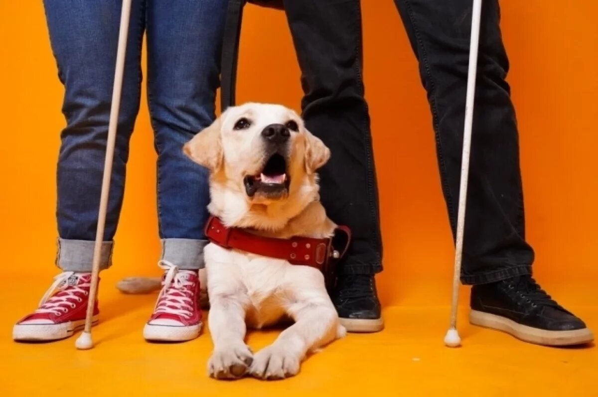    Самарский лабрадор Снежок стал «Моим ласковым и нужным зверем»