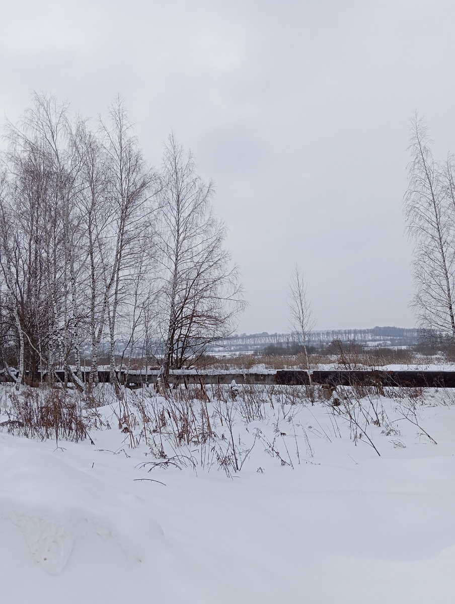 Фото моё. На краю поля .