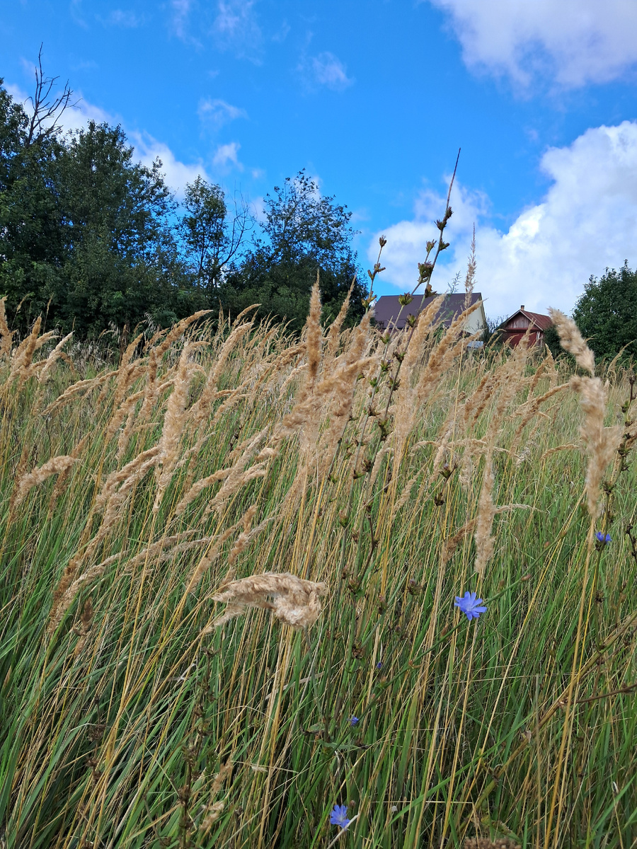 наше деревенское поле....русское поле...